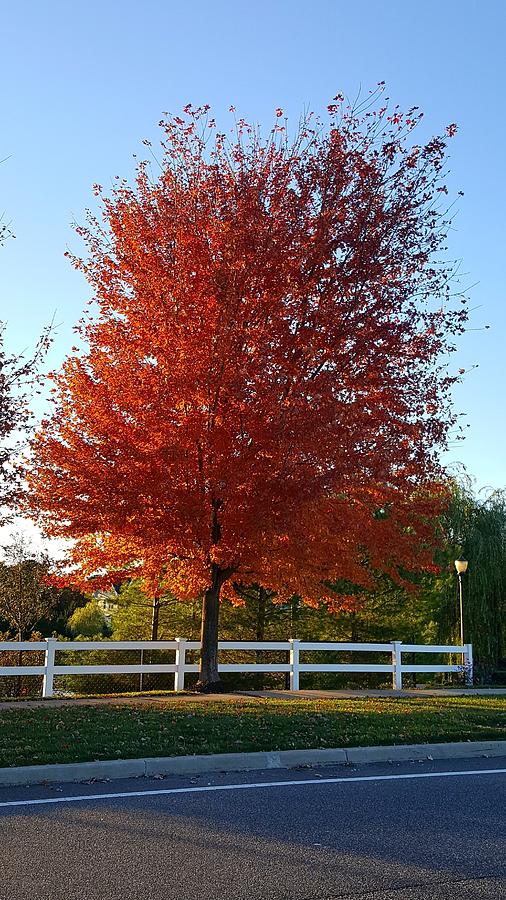Red Arbor Tree  Photograph by Rob Hans