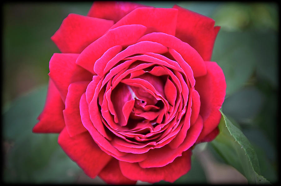 Red as a Rose Photograph by Saija Lehtonen - Fine Art America