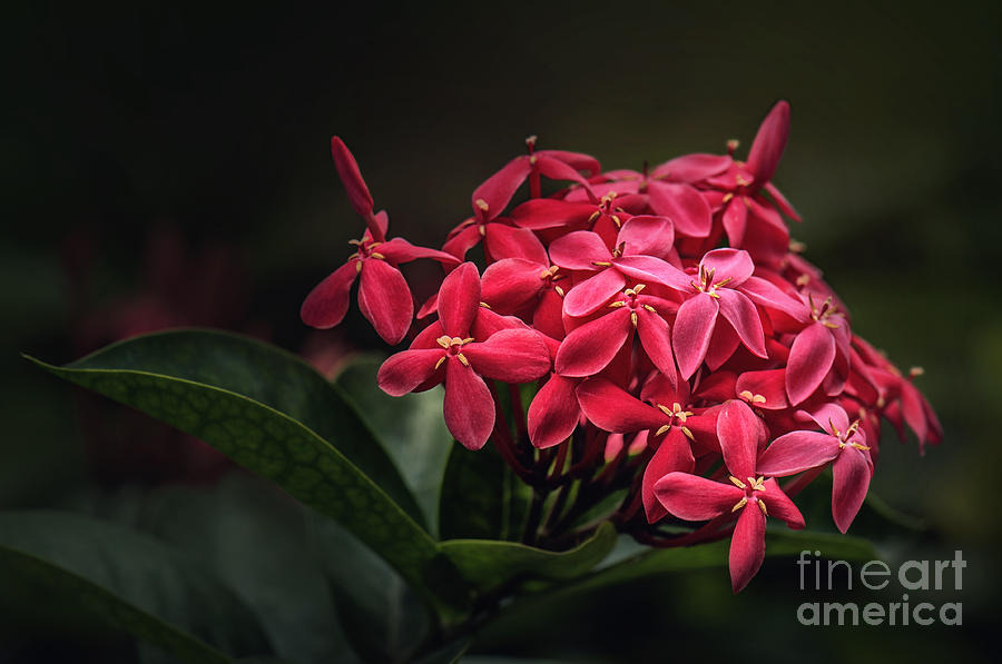Flower Photograph - Red Ashoka Flowers by Charuhas Images