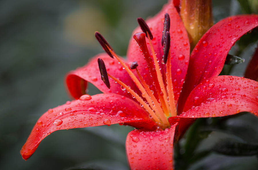 Red Asiatic Lily Photograph by Dale Kincaid