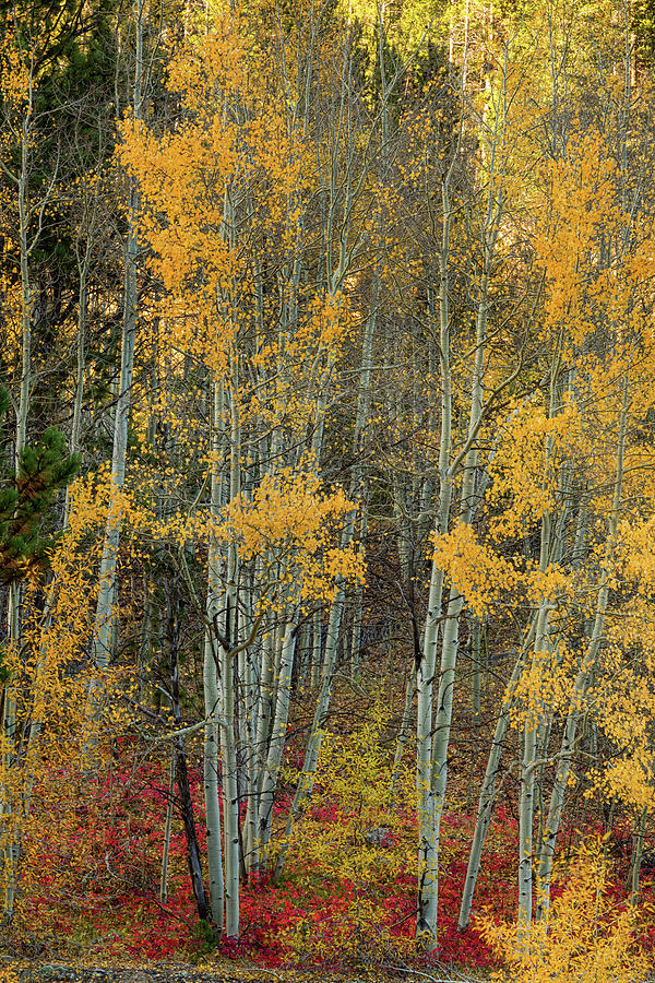Red Aspen Forest Wilderness Floor Photograph by James BO Insogna