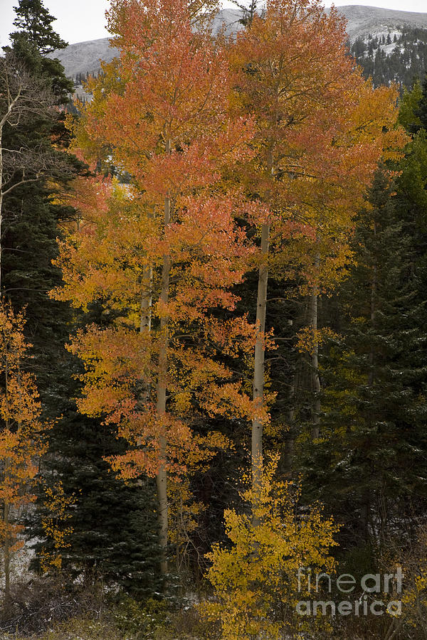 Red Aspens Photograph by Timothy Johnson