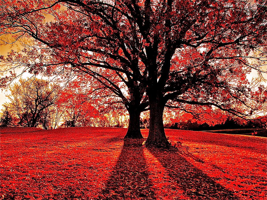 Red Autumn Photograph By Eugene Desaulniers Fine Art America