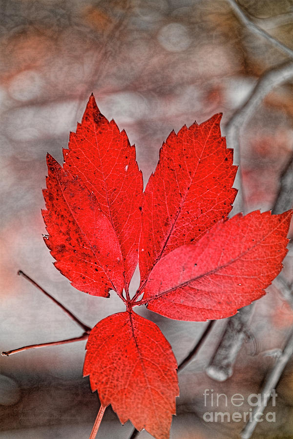 Red Autumn Photograph by Elaine Teague