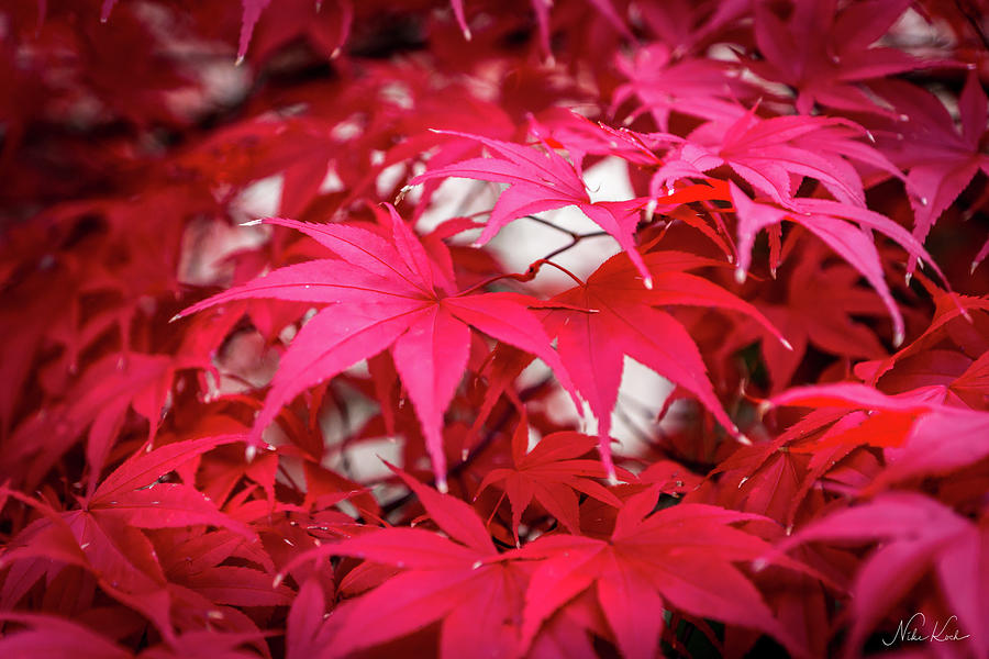 Red autumn Photograph by Framing Places