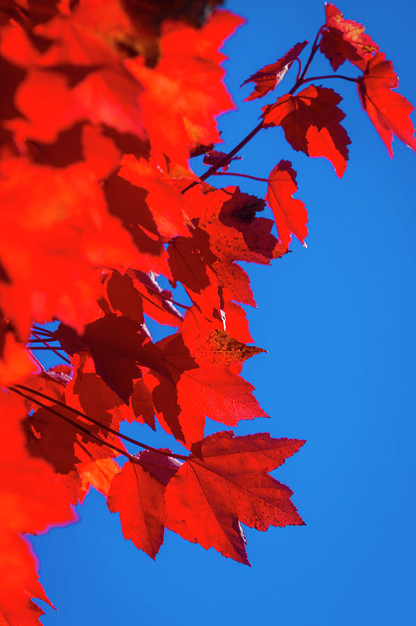 Red Autumn Photograph by Garry Gay
