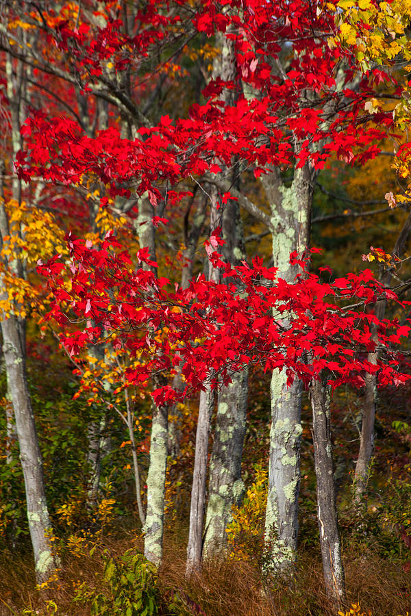 Fall Photograph - Red Autumn by Karol Livote