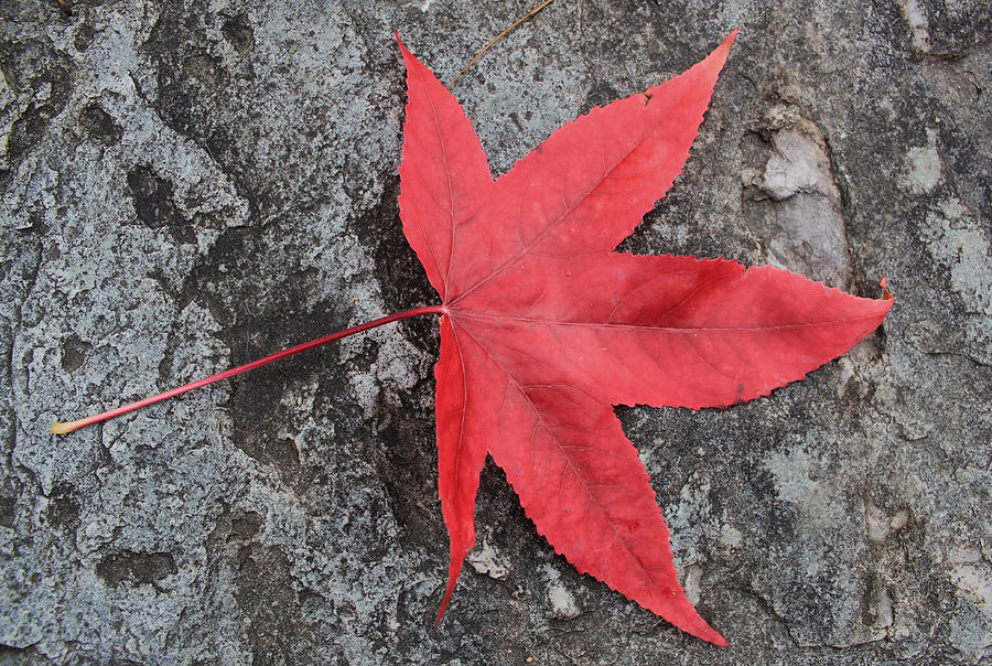 Red autumn leaf Photograph by Elenarts - Elena Duvernay photo