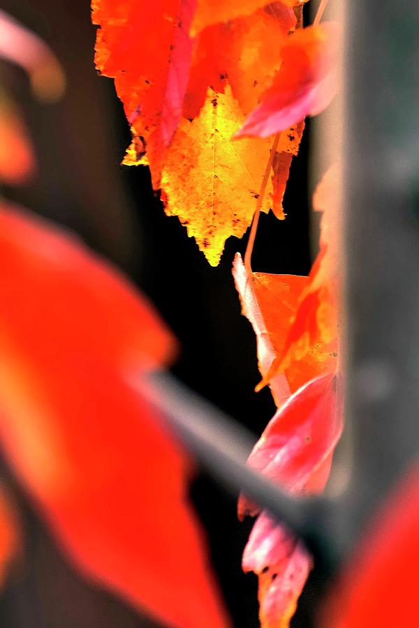 Red Autumn Leaf Photograph by Jerry Sodorff