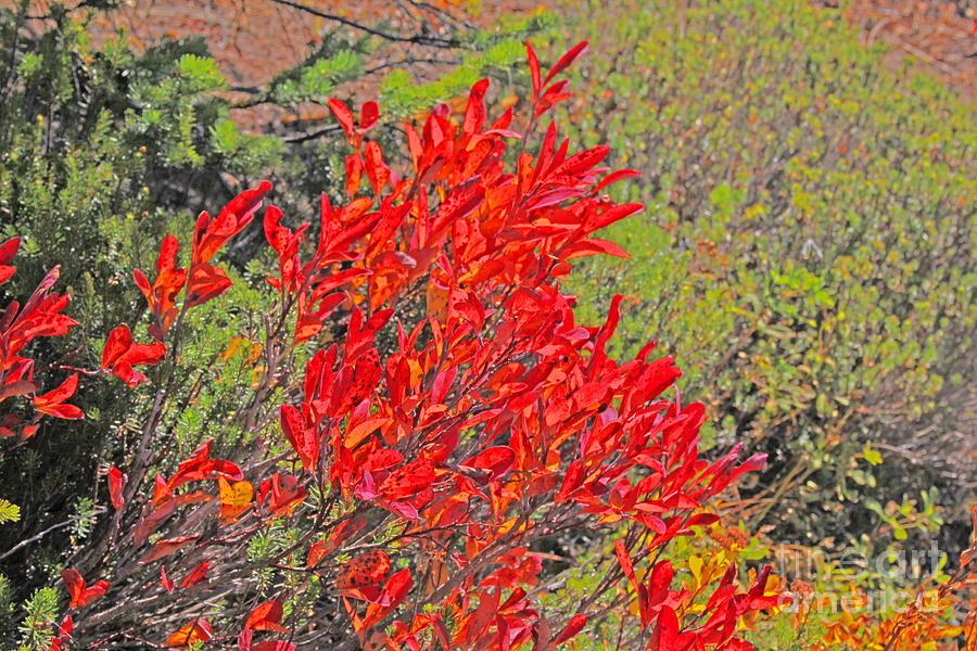 Red Autumn Leaves a-la Monet Photograph by David Frederick