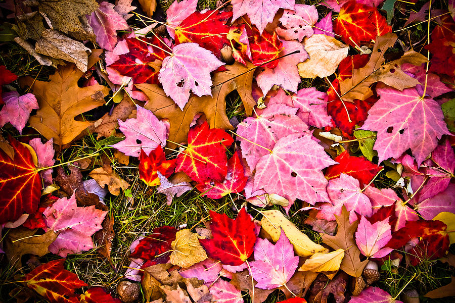 Fall Photograph - Red Autumn Leaves by Colleen Kammerer