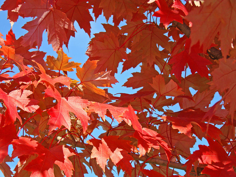 Red Autumn Leaves Fall Colors Art Prints Baslee Troutman Photograph By