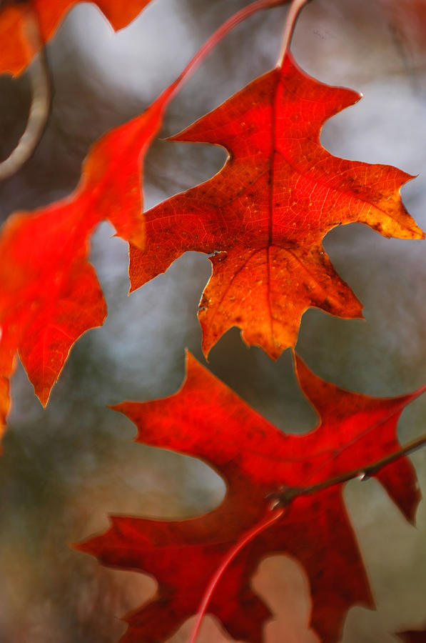 Red Autumn Leaves Photograph by Jill Reger
