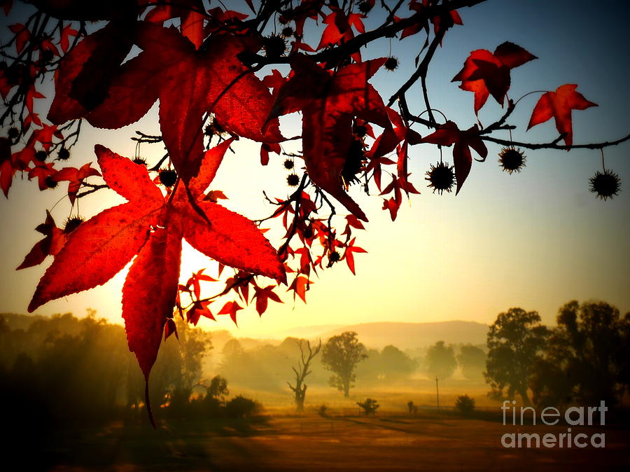 Red Leaves in the Morning Photograph by Lexa Harpell