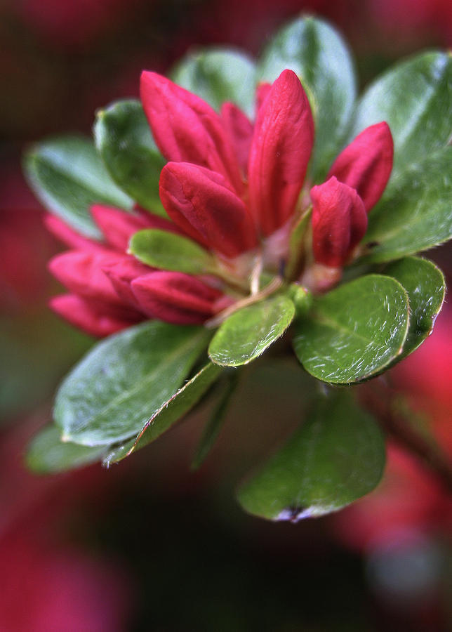 Red Azalea Buds Photograph by Judi Quelland