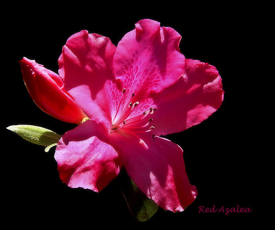 Red Azalea Photograph by Cecil Fuselier