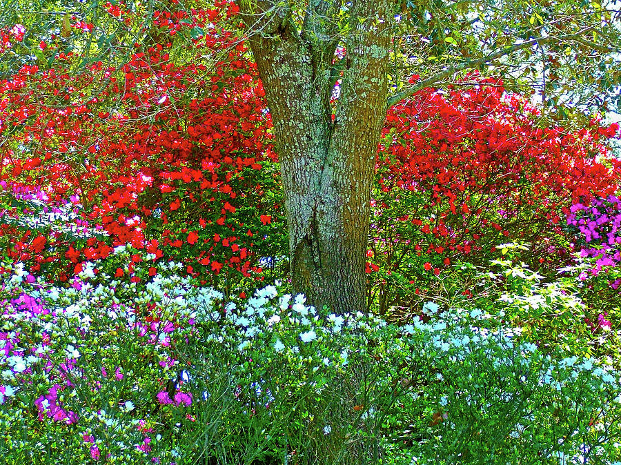 Red Azaleas in Bellingrath Gardens in Mobile, Alabama Photograph by Ruth Hager