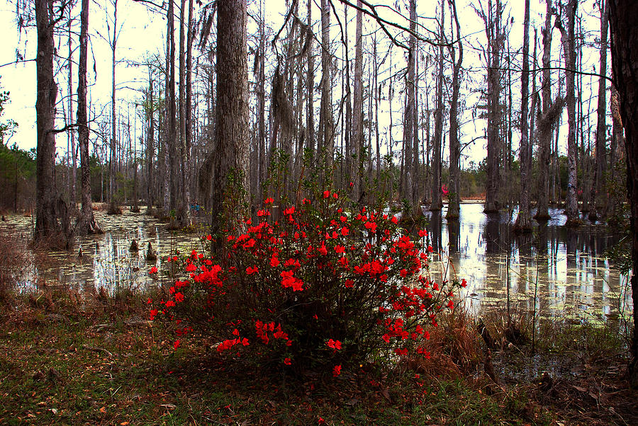 Red Azaleas in the Swamp Photograph by Susanne Van Hulst
