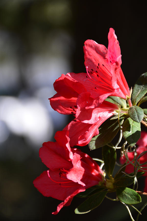Red Azaleas with Bokeh Photograph by Bruce Gourley