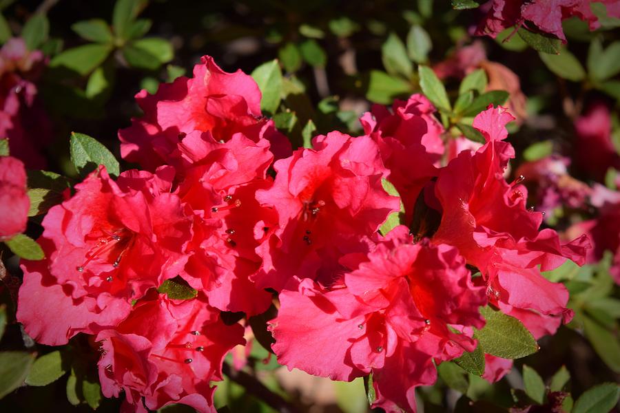Red Azeleas Photograph by Frank Wilson