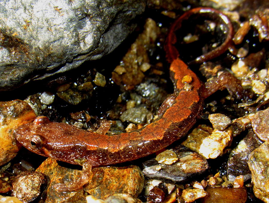 Pygmy Salamander Photograph by Joshua Bales