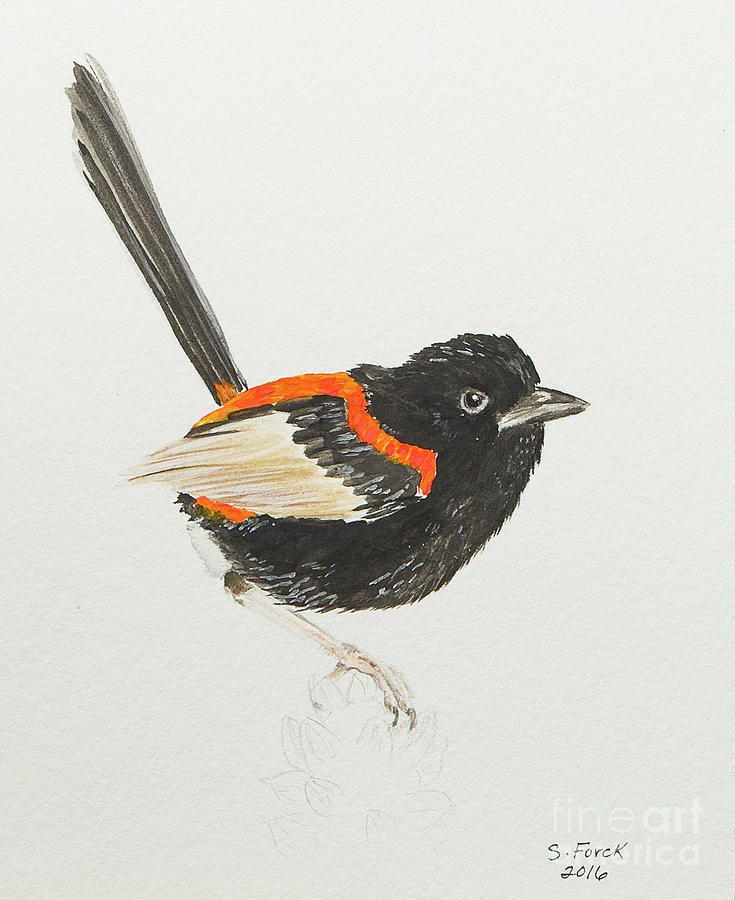 Red-backed fairywren Painting by Stefanie Forck