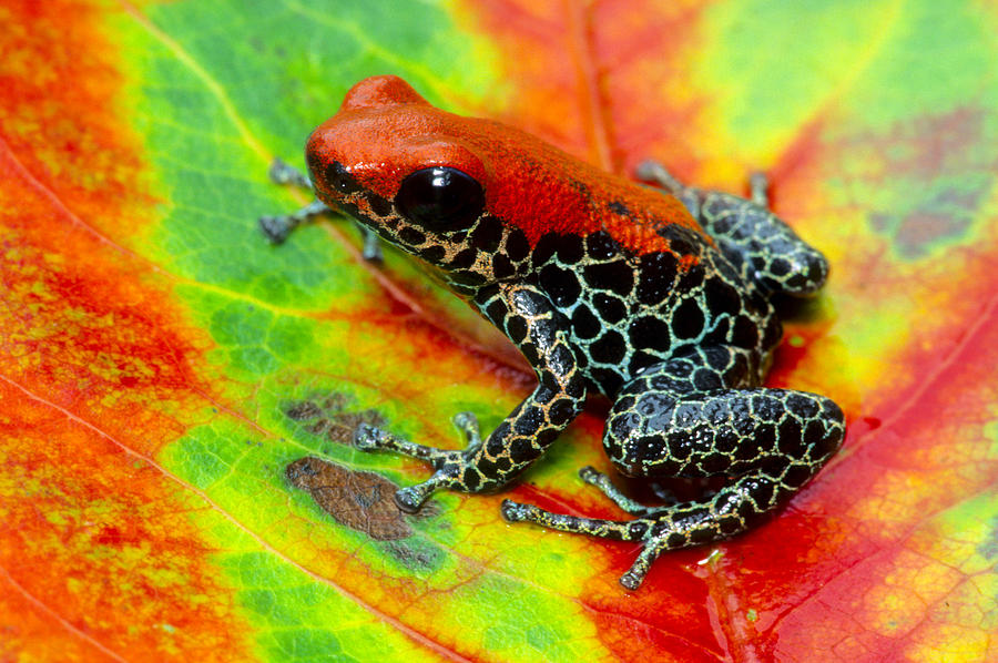 Red Backed Poison Frog Photograph by Michael Turco