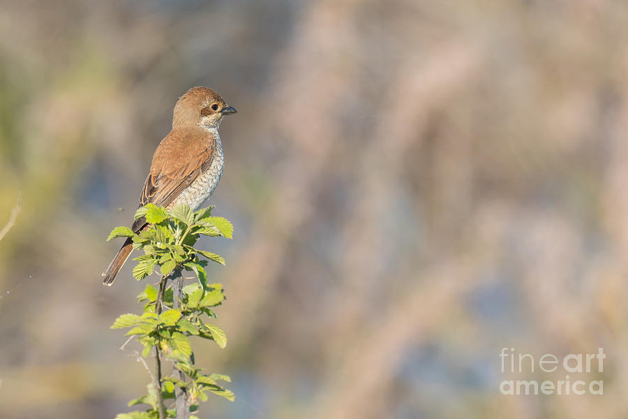 Red-backed shrike female Axios River Delta Complex Greece Photograph by Jivko Nakev