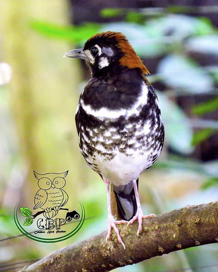 Red-backed Thrush Or Rusty-backed Photograph by Celebes Birdpacker
