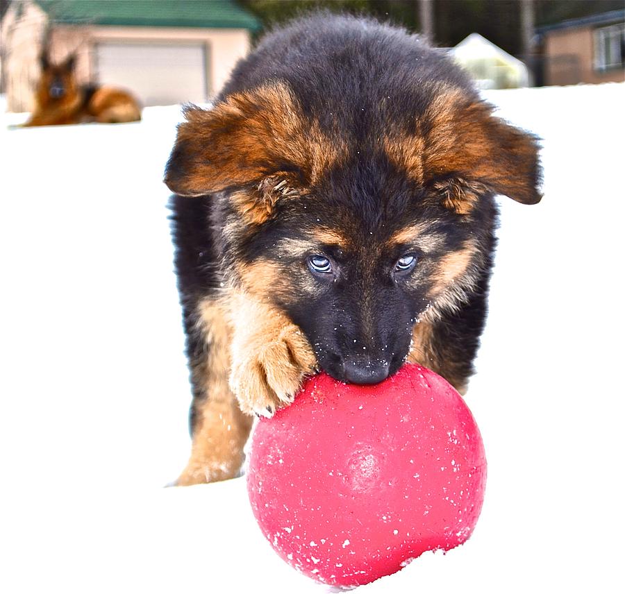 Dog Photograph - Red Ball by Danielle Sigmon