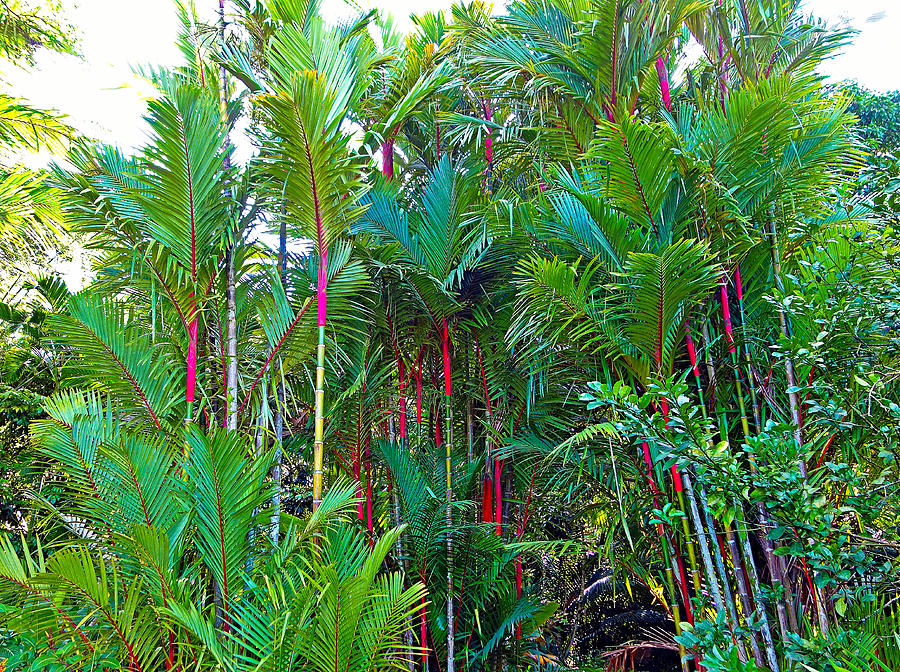 Red Bamboo H Photograph by Robert Meyers-Lussier