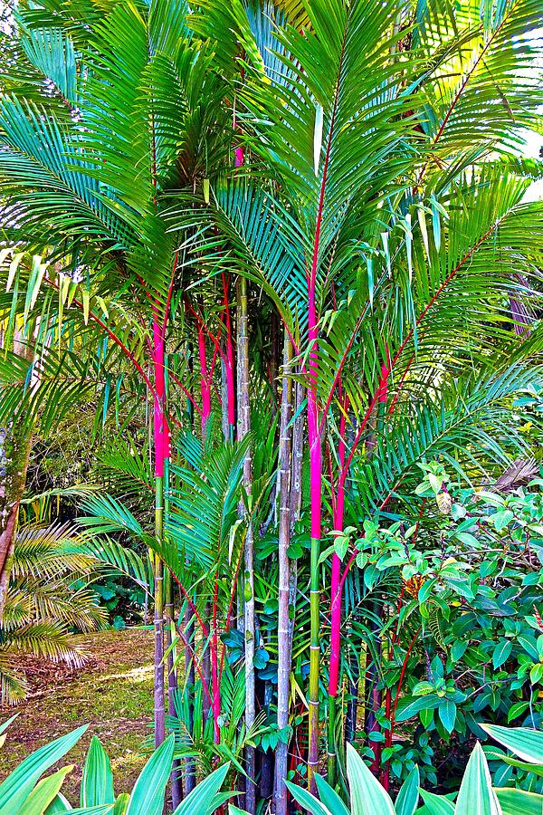 Matoaka Bamboo - Red Frame With Bamboo Arms and Gray Lens