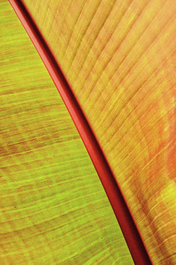 Red Banana Palm 1 Photograph by Kathy Yates