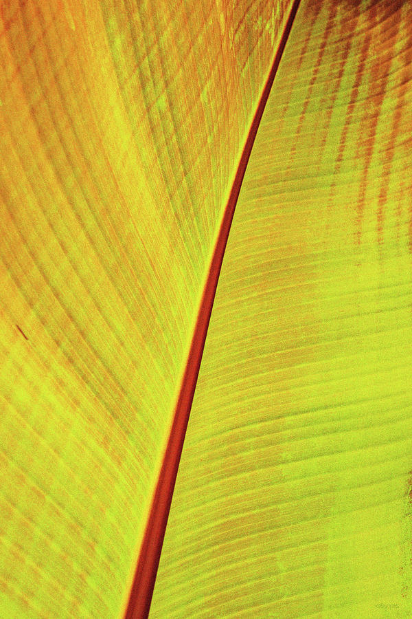 Red Banana Palm 2 Photograph by Kathy Yates