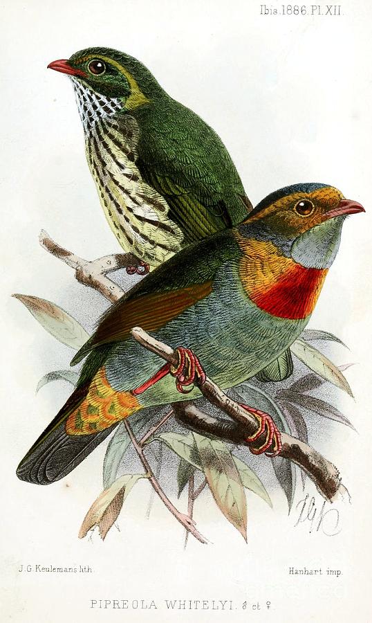 Red banded fruiteater Pipreola whitelyi illustrated Painting by MotionAge Designs