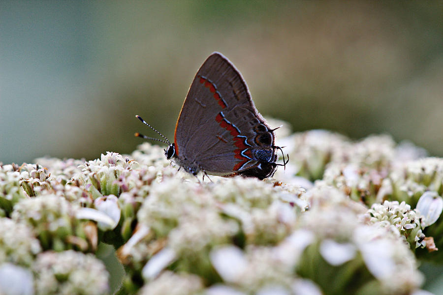 Red banded hairstreak butterfly  Photograph by James Smullins