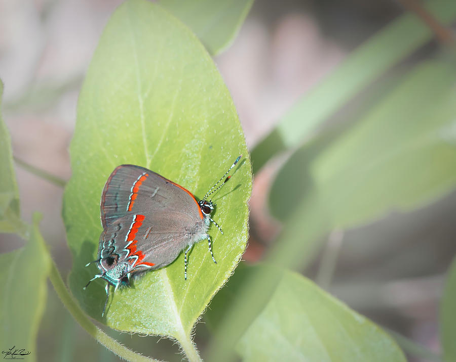 Butterfly Photograph - Red-Banded Hairstreak Butterfly by Phil And Karen Rispin