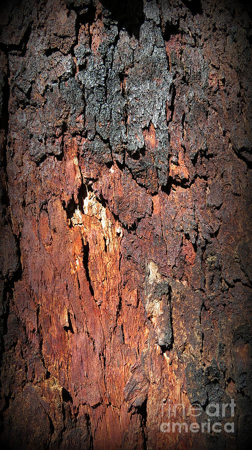 Red Bark 1 Photograph by Evie Hanlon