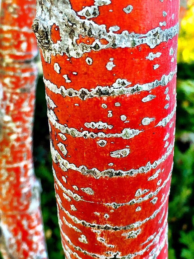 Red Bark Birch Photograph by Brad Hodges