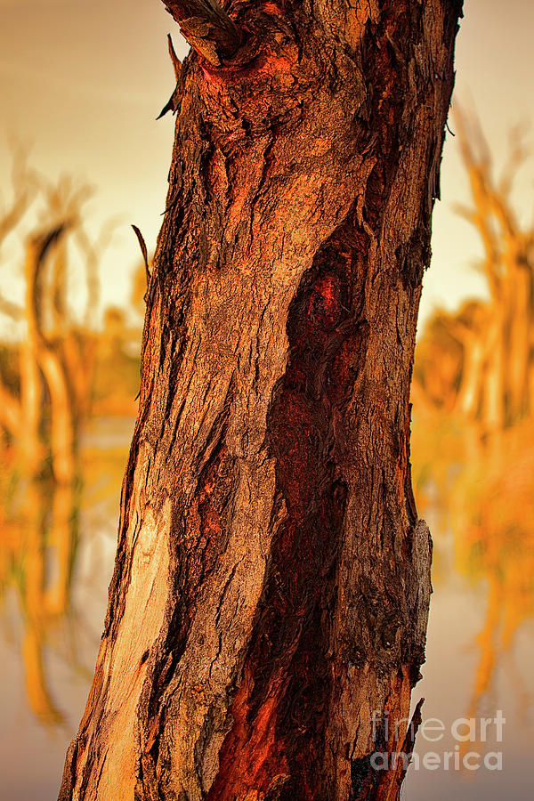 Red Bark Photograph by Douglas Barnard