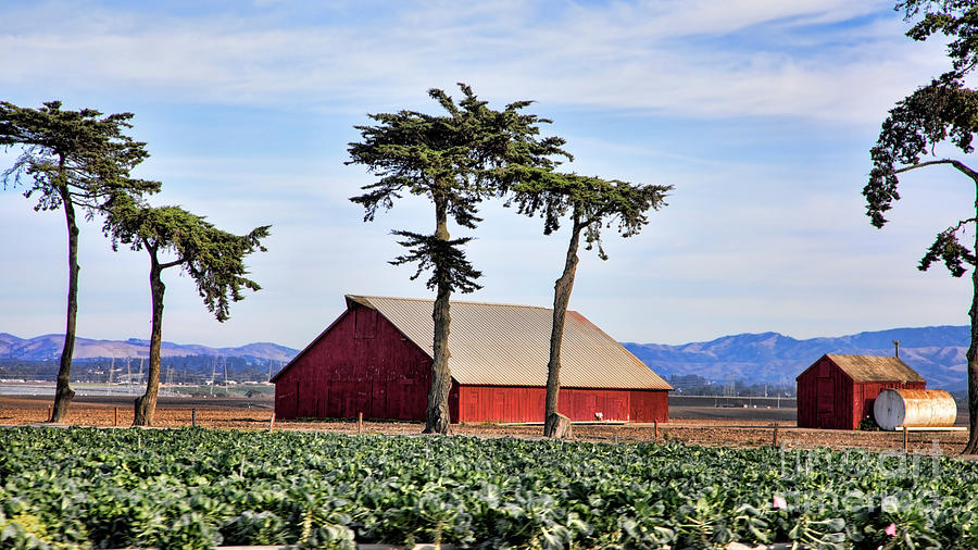 Cabbage Photograph - Red Barn Agriculture California  by Chuck Kuhn