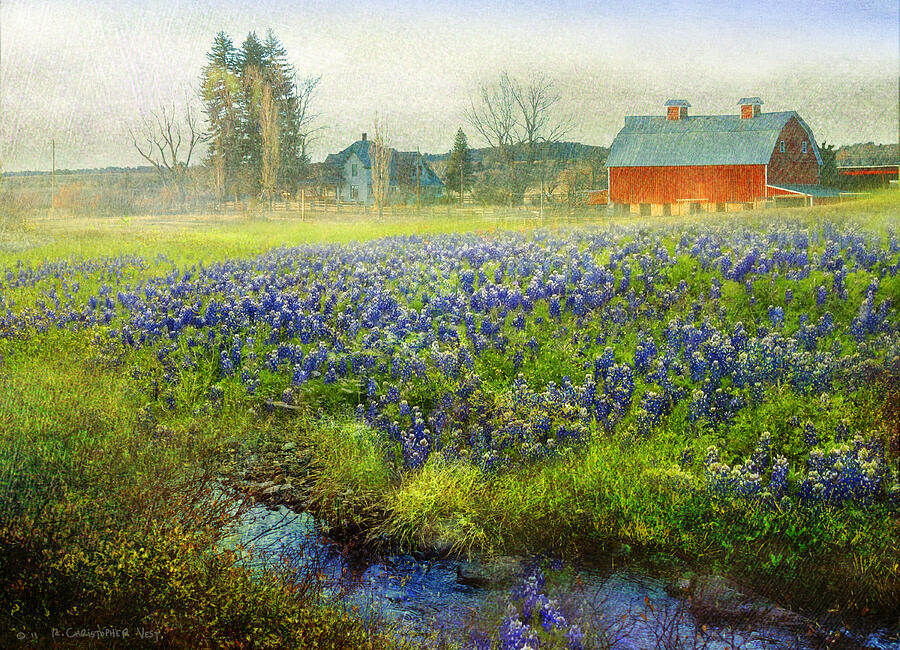 Flower Painting - Red Barn And Blue Bonnet Spring by R christopher Vest