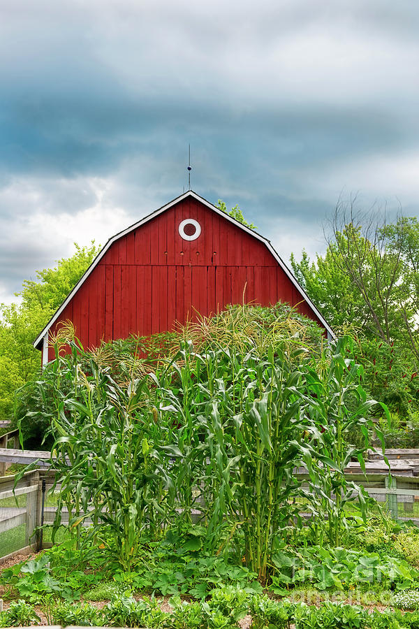 Red Barn and Corn in Hills Photograph by David Arment