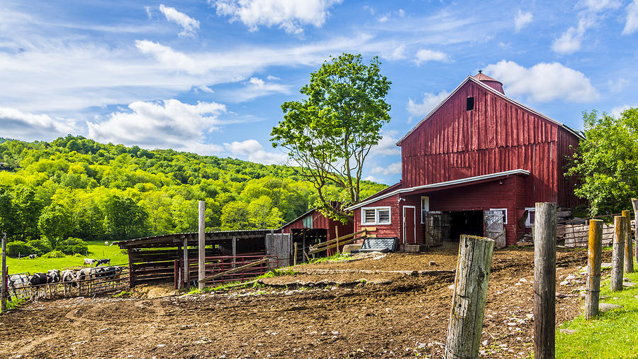 Red Barn And Cows Photograph by Paula Porterfield-Izzo