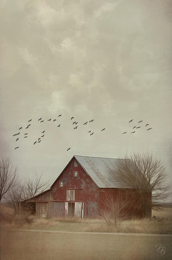 Red Barn and Cranes Photograph by Debra Boucher