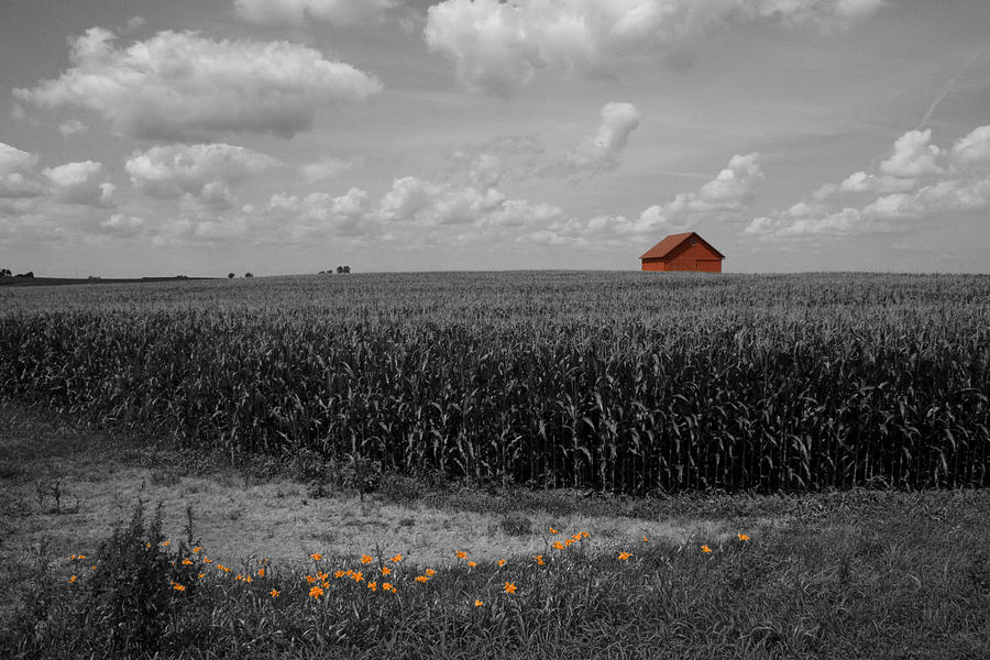 Unique Photograph - Red Barn and Lilies by Dylan Punke