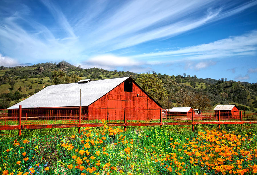Red Barn and Orange Poppies Photograph by Lynn Bauer