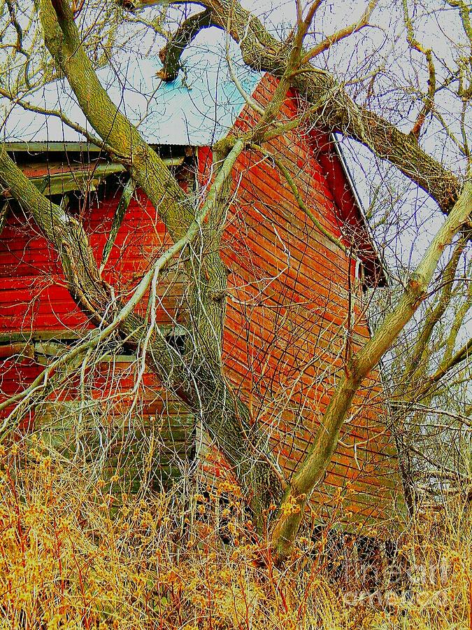 Red Barn Behind the Trees Photograph by Curtis Tilleraas - Fine Art America