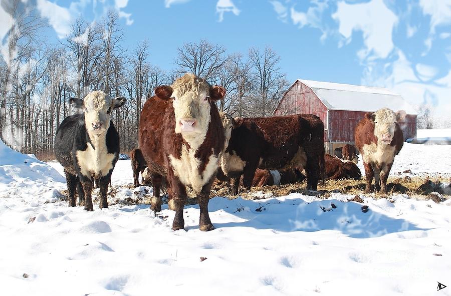 Red Barn Cows Photograph by Anthony Djordjevic - Pixels