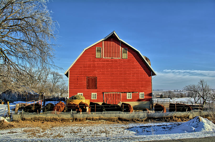 Red Barn Feeding 2 Photograph by Bonfire Photography
